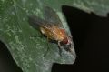 Phaonia pallida